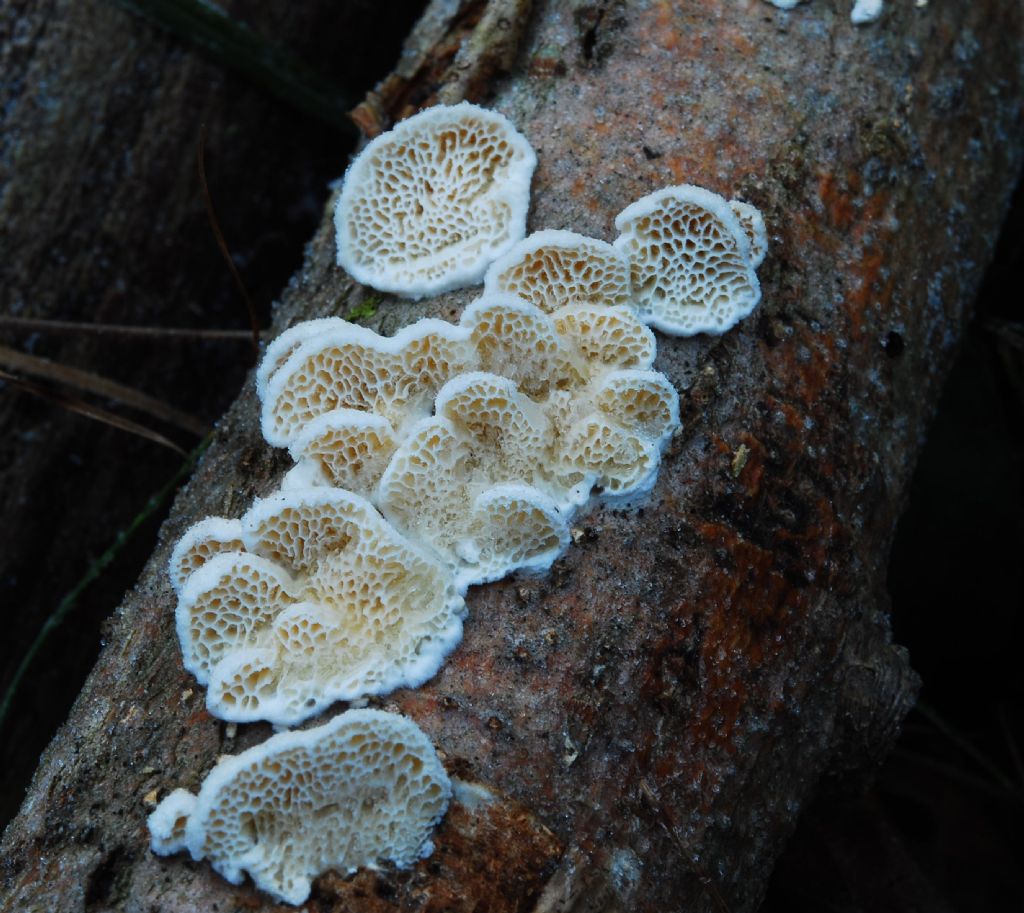 Cartilosoma rene-hentic